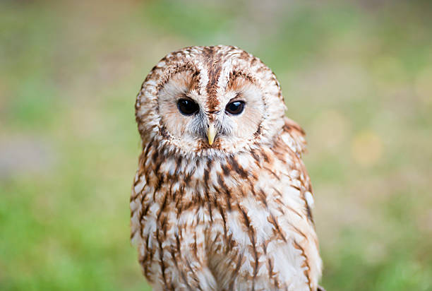 Tawny Owl stock photo