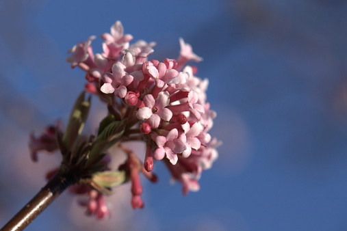 frost resistant and sweetly scented pink flowers of Viburnum x bodnantense Dawn, a winter flowering shrub, against blue sky