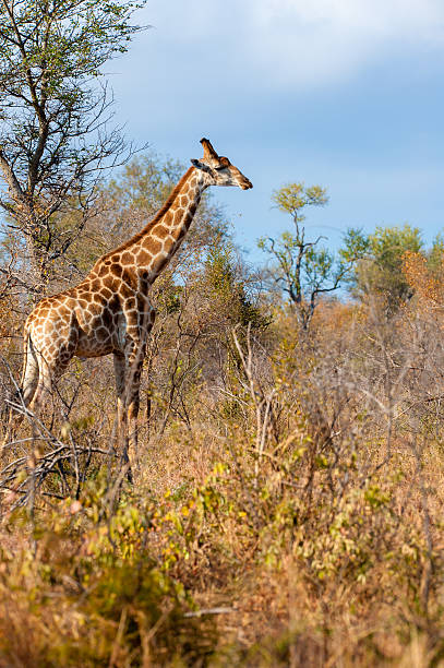 istock Female giraffe stands in the african bush 499448766