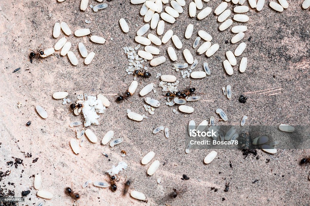 Ants lavoro di uova-Immagine Stock - Foto stock royalty-free di Formica