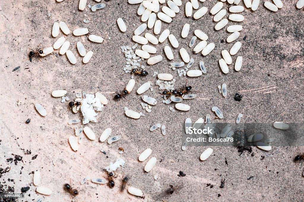 Ants совместно двигаться яйца-Стоковое изображение - Стоковые фото Муравей роялти-фри