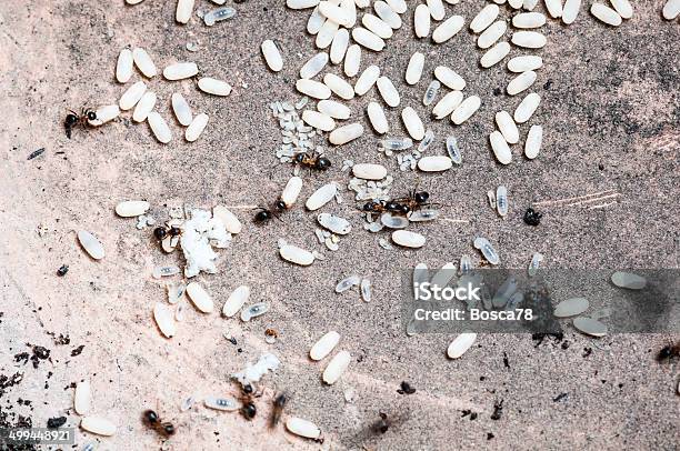 Ants Совместно Двигаться Яйцастоковое Изображение — стоковые фотографии и другие картинки Муравей - Муравей, Яйцо животного, Без людей