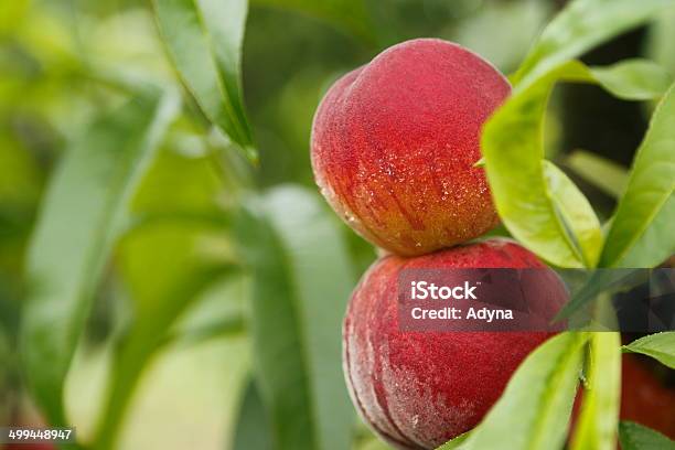 Fresh Peach Stock Photo - Download Image Now - Agriculture, Backgrounds, Beauty In Nature