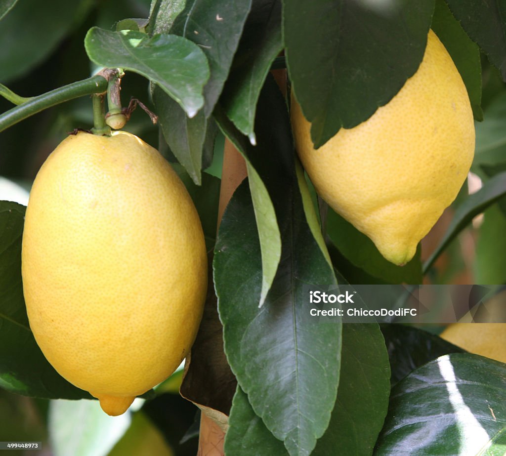 노란색 잘 익은 레몬 메트로폴리스 시실리 있는 orchard - 로열티 프리 감귤류 과일 스톡 사진