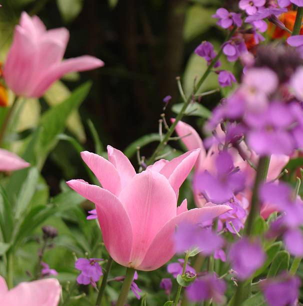 różowy crown tulip - star tulip zdjęcia i obrazy z banku zdjęć