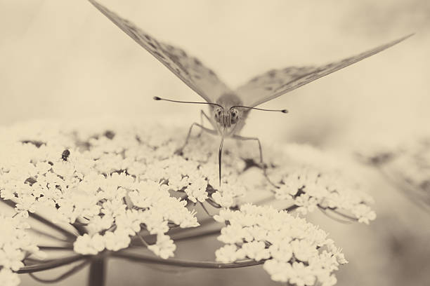 atividade de borboleta - awe fly flower pollen - fotografias e filmes do acervo