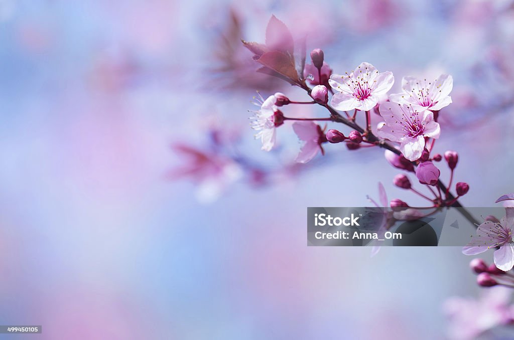 Beautiful cherry blossom Beautiful cherry blossom, first spring bloom, abstract floral background, selective focus, beauty of nature concept Cherry Blossom Stock Photo