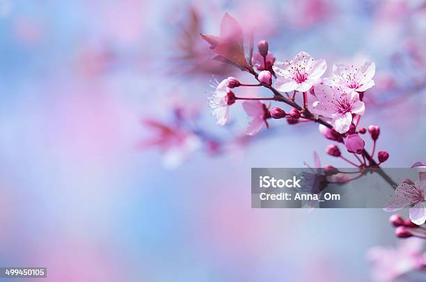Beautiful Cherry Blossom Stock Photo - Download Image Now - Cherry Blossom, Defocused, Springtime