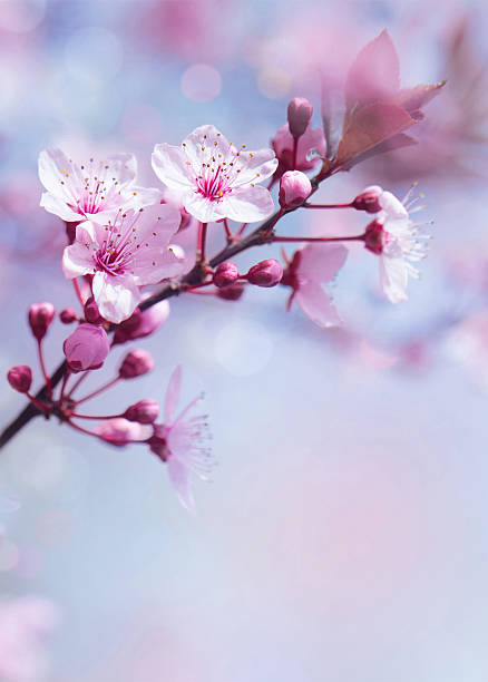 春の花ツリーの背景 - shallow depth of focus ストックフォトと画像