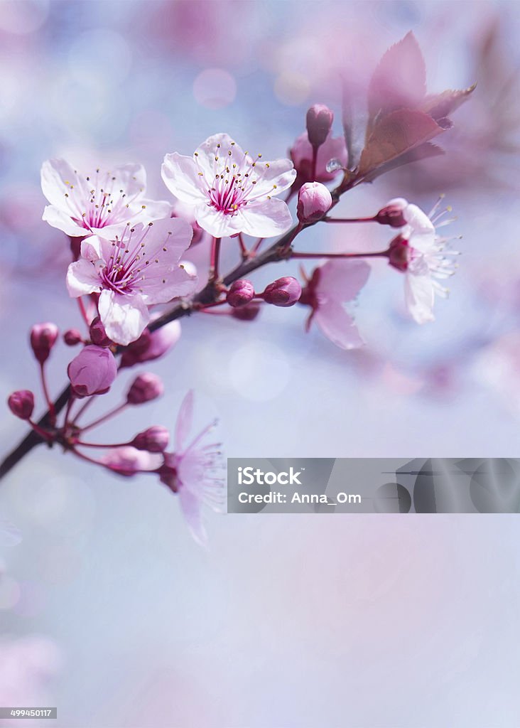 Springtime blooming tree background Springtime blooming tree background, gentle fresh cherry tree blossom, beautiful Japanese garden, beauty and tenderness of nature concept Cherry Blossom Stock Photo
