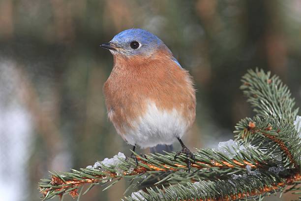 istock Male Eastern Bluebird in Snow 499450296