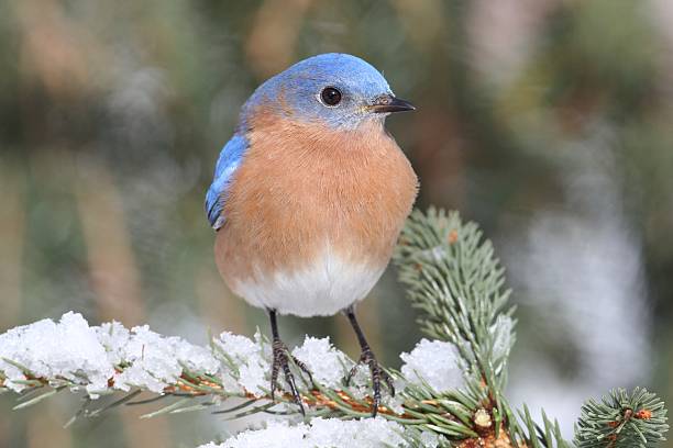 istock Male Eastern Bluebird in Snow 499450354
