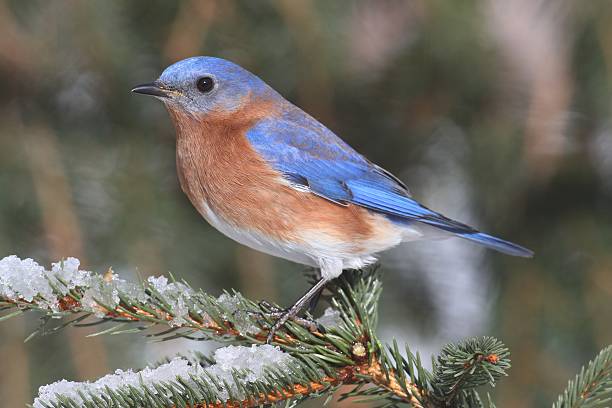 istock Male Eastern Bluebird in Snow 499450368
