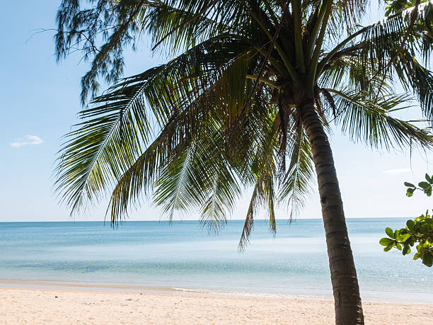 istock Coconut tree at Ao Krathing beach sea 499450572