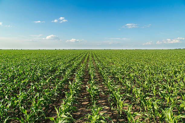 istock Growing corn field, green agricultural landscape 499450679
