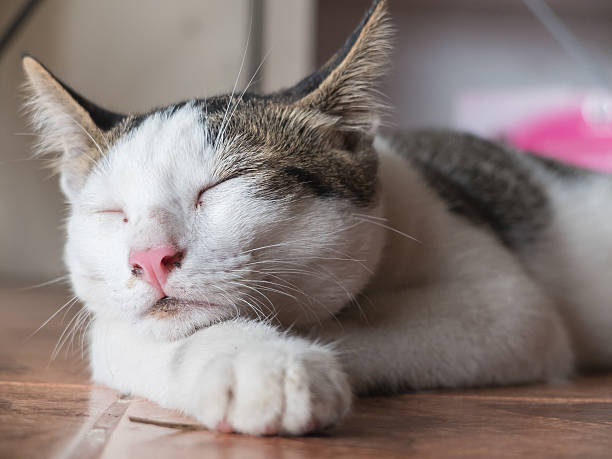 istock Cute baby cat sleeping 499450750