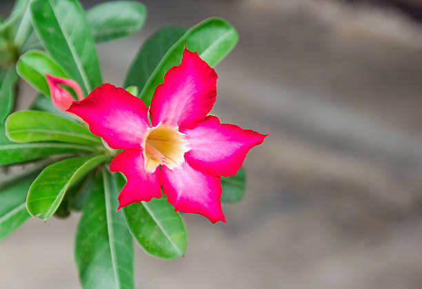 istock Close up Adenium obesum flower 499450814
