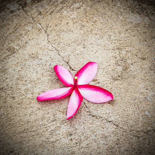 istock Close up plumeria flowers on floor 499450850