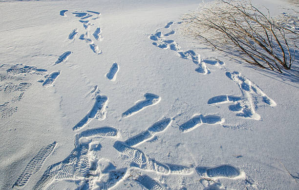 istock foodprint on the snow 499451462