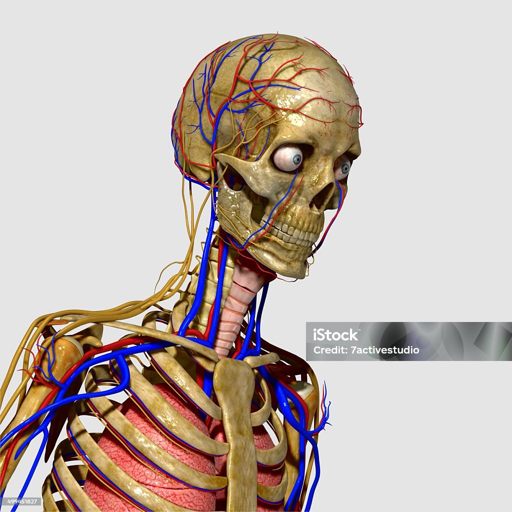 Human Anatomy Anatomy is the study of the structure of animals and their parts, and is also referred to as zootomy to separate it from human anatomy. Abdomen Stock Photo
