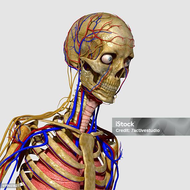 Human Anatomy Stock Photo - Download Image Now - Abdomen, Abstract, Anatomy