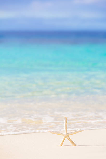 istock Little starfish on the beach 499451863