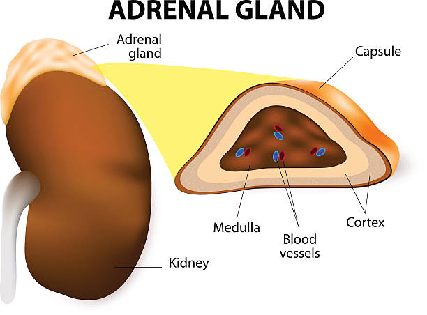 adrenal gland The adrenal glands consisting of two structurally  different parts, the adrenal cortex and adrenal medulla. medulla secrete epinephrine and norepinephrine. hormone therapy stock illustrations
