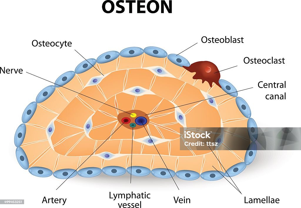 Osteon Development And Structure Stock Illustration - Download Image
