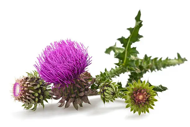 thistles flower and bud isolated on white
