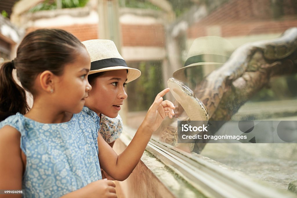 Python Indonesian girls pointing at python in terrarium Zoo Stock Photo