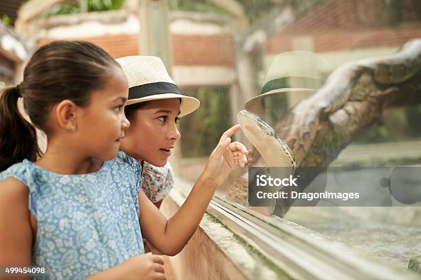 Python Stock Photo - Download Image Now - Zoo, Child, Snake