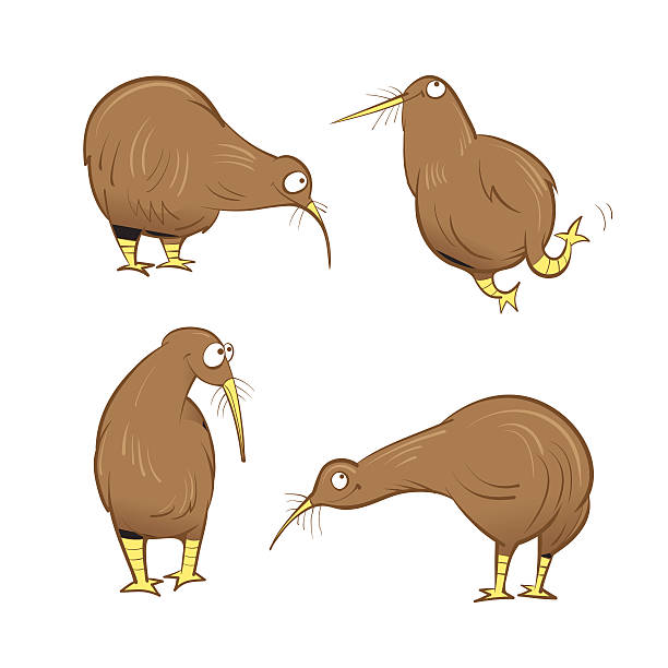 Kiwi birds set. Cute cartoon kiwi birds set. Vector image. Australian birds. mini kiwi stock illustrations