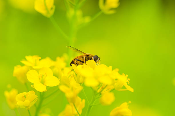 istock Bee on the rapeseed flower 499454425