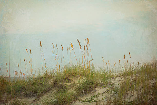 istock Sand Dune Sea Grass Oats Sunset Clouds Wild Terrain Beach 499454822