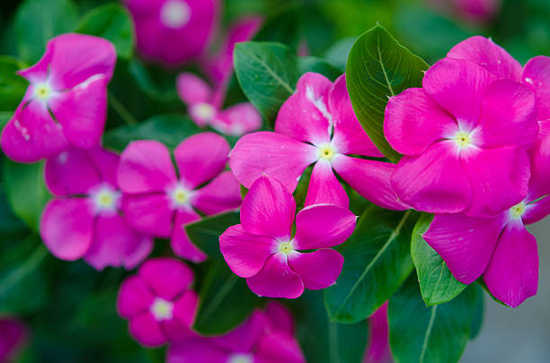 ケイプペリウィンクルの花の背景 - catharanthus ストックフォトと画像