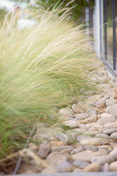 Mexican Feather Grass with Smooth Rock Boarder Backyard detail with tall grass and large smooth rocks ornamental grass stock pictures, royalty-free photos & images