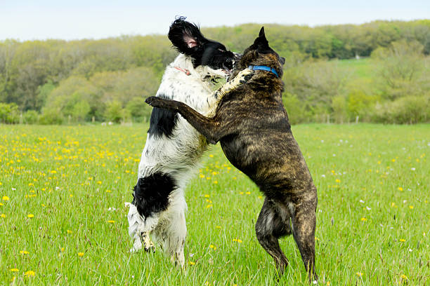 Two dogs in field in English countryside standing on back legs either fighting or playing depending on what you see.