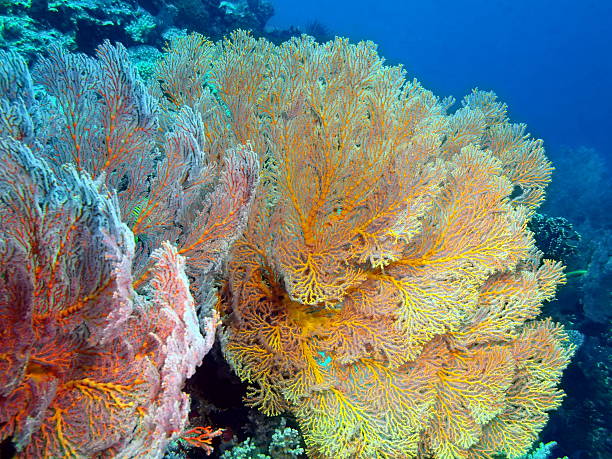 istock Gorgonian coral 499456634