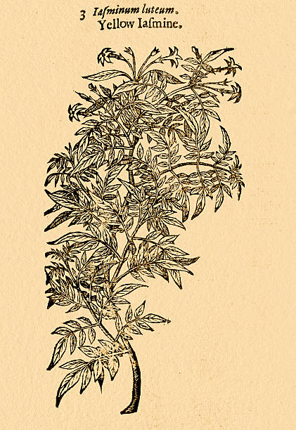 Yellow Jasmine plant;  illustration by Gerard 1633 Digitaly restored image of an original antique engraving from The herball, or, Generall historie of plantes by John Gerard published in 1633-1636. gelsemium sempervirens stock illustrations