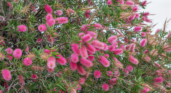 Blooming Bottle Brush Tree native to Australia   with exotic purple flowers   as a   natural background
