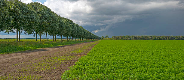 istock Carrots growing in a field in summer 499462908