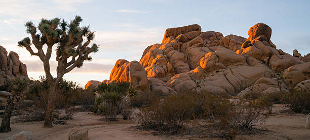 joshua tree sunrise paysage nuage parcs nationaux de californie - mojave yucca photos et images de collection