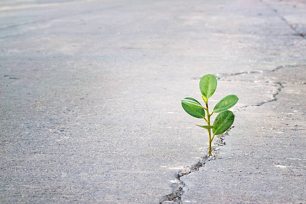 istock Green plant growing on crack street, blank text 499463438
