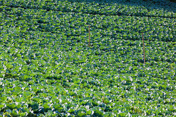 Cabbages Plantation Field on Mountain stock photo