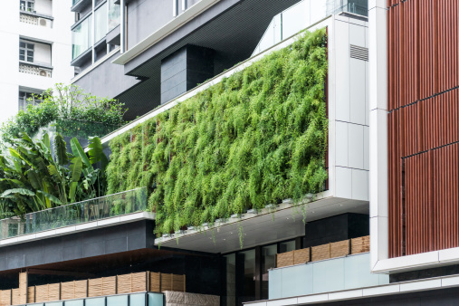 Vertical contemporary landscaping – lush ferns plants grow and hang on a walled garden in downtown Sheung Wan, Hong Kong, China