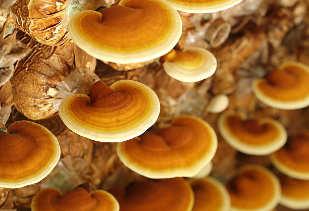 Lingzhi mushrooms Lingzhi mushrooms  in mushroom farm hypha stock pictures, royalty-free photos & images