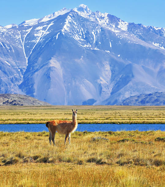 istock Patagonia, Perito Moreno National Park 499465431