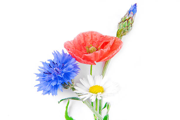 poppy flowers  and cornflower isolated on white