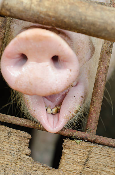 istock Pigs on small farms 499467913