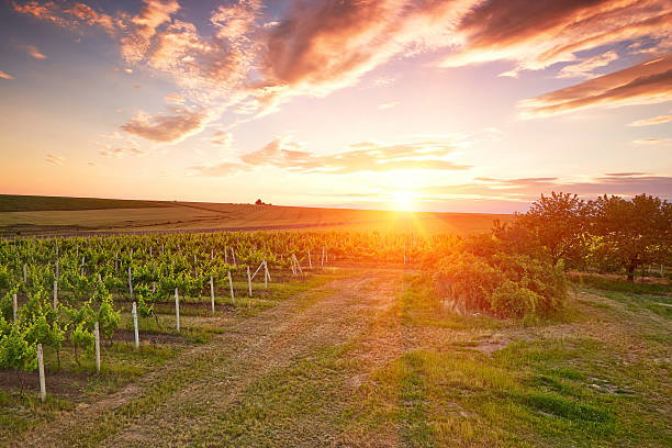istock Evening view of the vineyards 499468071